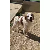 Foto dell\'animale cane - Matr. 2023/1474 - Microchip 380260044579813