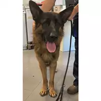 Foto dell\'animale cane - Matr. 2023/1681 - Microchip 380260102331290