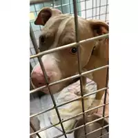 Foto dell\'animale cane - Matr. 2023/1684 - Microchip 380260100646713