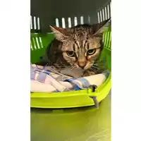 Foto dell\'animale gatto - Matr. 2023/1686 - Microchip 380260045016041