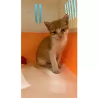 Foto dell\'animale gatto - Matr. 2023/1687 - Microchip 380260045015817