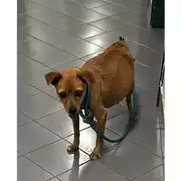Foto dell\'animale cane - Matr. 2023/1689 - Microchip 380260045015886