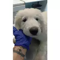 Foto dell\'animale cane - Matr. 2023/1693 - Microchip 380260045016417