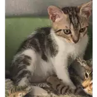 Foto dell\'animale gatto - Matr. 2017/1330 - Microchip 380260043309643
