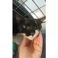 Foto dell\'animale gatto - Matr. 2023/1695 - Microchip 380260045016128