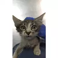 Foto dell\'animale gatto - Matr. 2023/1694 - Microchip 380260045015735