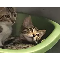 Foto dell\'animale gatto - Matr. 2017/1329 - Microchip 380260043310402