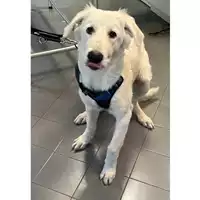 Foto dell\'animale cane - Matr. 2023/1700 - Microchip 380260045015843