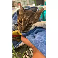 Foto dell\'animale gatto - Matr. 2023/1701 - Microchip 380260045016387