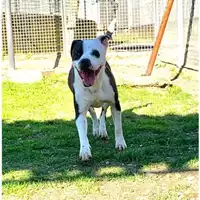 Foto dell\'animale cane - Matr. 2023/1702 - Microchip 380260045016018