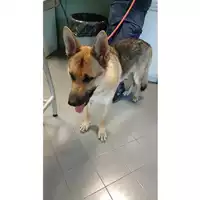 Foto dell\'animale cane - Matr. 2023/1704 - Microchip 380260045016499