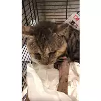 Foto dell\'animale gatto - Matr. 2023/1705 - Microchip 380260045072198