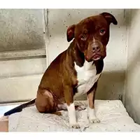 Foto dell\'animale cane - Matr. 2022/1460 - Microchip 380260044437435