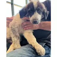 Foto dell\'animale cane - Matr. 2023/1708 - Microchip 380260045016512