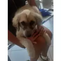 Foto dell\'animale cane - Matr. 2023/1710 - Microchip 380260045016441