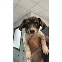 Foto dell\'animale cane - Matr. 2023/1712 - Microchip 380260045015927