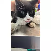 Foto dell\'animale gatto - Matr. 2023/1711 - Microchip 380260045016503