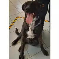 Foto dell\'animale cane - Matr. 2023/1714 - Microchip 380260045015820