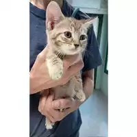 Foto dell\'animale gatto - Matr. 2023/1716 - Microchip 380260045072468