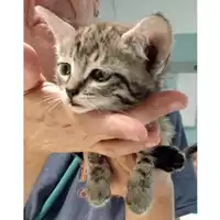Foto dell\'animale gatto - Matr. 2023/1717 - Microchip 380260045072034