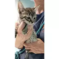 Foto dell\'animale gatto - Matr. 2023/1718 - Microchip 380260045071992