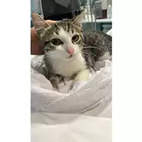 Foto dell\'animale gatto - Matr. 2023/1719 - Microchip 380260045016160