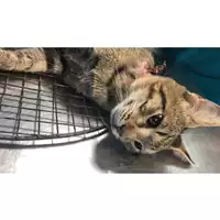 Foto dell\'animale gatto - Matr. 2023/1723 - Microchip 380260045071803
