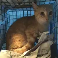 Foto dell\'animale gatto - Matr. 2023/1722 - Microchip 380260045072185