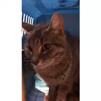 Foto dell\'animale gatto - Matr. 2023/1724 - Microchip 380260045072194