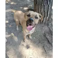 Foto dell\'animale cane - Matr. 2022/2187 - Microchip 380260044731345