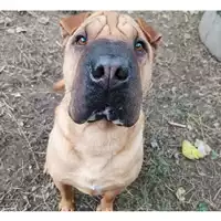 Foto dell\'animale cane - Matr. 2022/2269 - Microchip 380260044749663