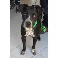 Foto dell\'animale cane - Matr. 2022/1417 - Microchip 380260044437182