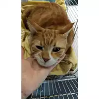 Foto dell\'animale gatto - Matr. 2023/1728 - Microchip 380260045016259