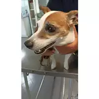 Foto dell\'animale cane - Matr. 2023/1729 - Microchip 380260000858032