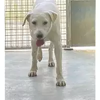 Foto dell\'animale cane - Matr. 2023/1732 - Microchip 380260045072341