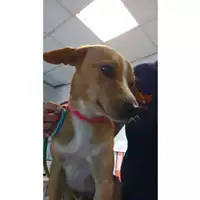 Foto dell\'animale cane - Matr. 2023/1730 - Microchip 380260045071777