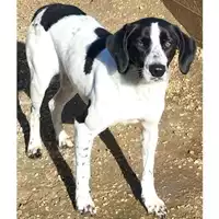 Foto dell\'animale cane - Matr. 2023/1731 - Microchip 380260045072118