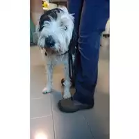 Foto dell\'animale cane - Matr. 2023/1734 - Microchip 380260102402134