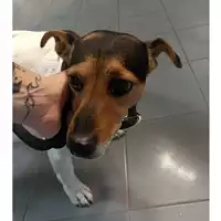 Foto dell\'animale cane - Matr. 2023/1735 - Microchip 380260044437030