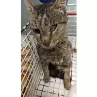 Foto dell\'animale gatto - Matr. 2023/1739 - Microchip 380260045072467