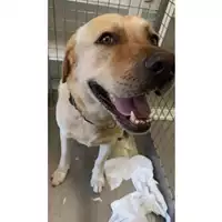 Foto dell\'animale cane - Matr. 2023/1742 - Microchip 380260101820419