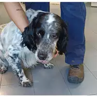 Foto dell\'animale cane - Matr. 2023/1747 - Microchip 380260045072062