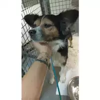 Foto dell\'animale cane - Matr. 2023/1743 - Microchip 380260045072486