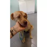 Foto dell\'animale cane - Matr. 2023/1744 - Microchip 380260045071863