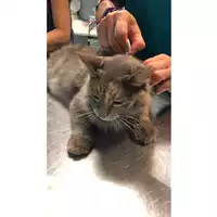 Foto dell\'animale gatto - Matr. 2023/1750 - Microchip 380260045012868