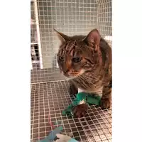 Foto dell\'animale gatto - Matr. 2023/1752 - Microchip 380260045071936
