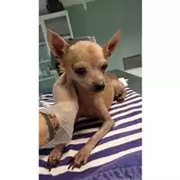 Foto dell\'animale cane - Matr. 2023/1755 - Microchip 380260100221333