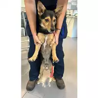 Foto dell\'animale cane - Matr. 2023/1756 - Microchip 380260045071977