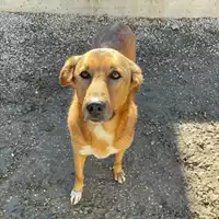 Foto dell\'animale cane - Matr. 2023/1759 - Microchip 380260045071883