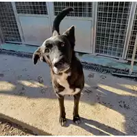 Foto dell\'animale cane - Matr. 2023/1758 - Microchip 380260045013112